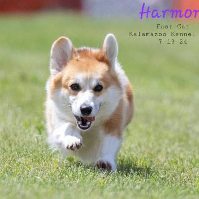 Harmony_fast_cat_7-13-2024_original